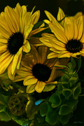 20th Jul 2023 - Sunflowers - ETSOOI