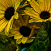 Sunflowers - ETSOOI by skipt07