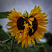 Double headed sunflower, down the allotment  by andyharrisonphotos