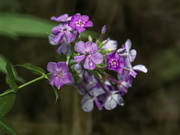 28th Jul 2023 - purple fall phlox