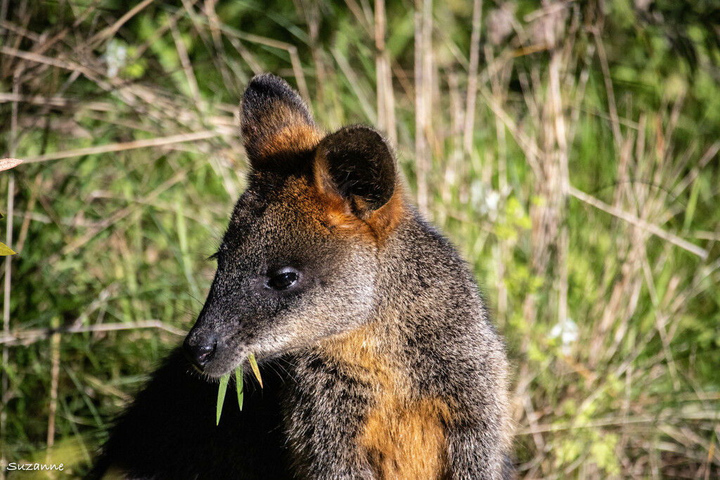 Swamp Wallaby by ankers70