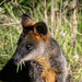 Swamp Wallaby by ankers70