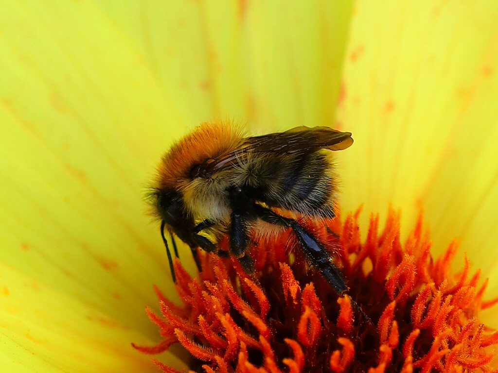 A buzzy bee.......832 by neil_ge