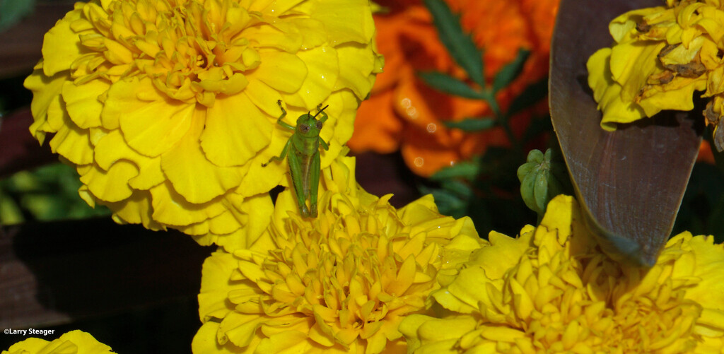 Grasshopper on Merigolds by larrysphotos