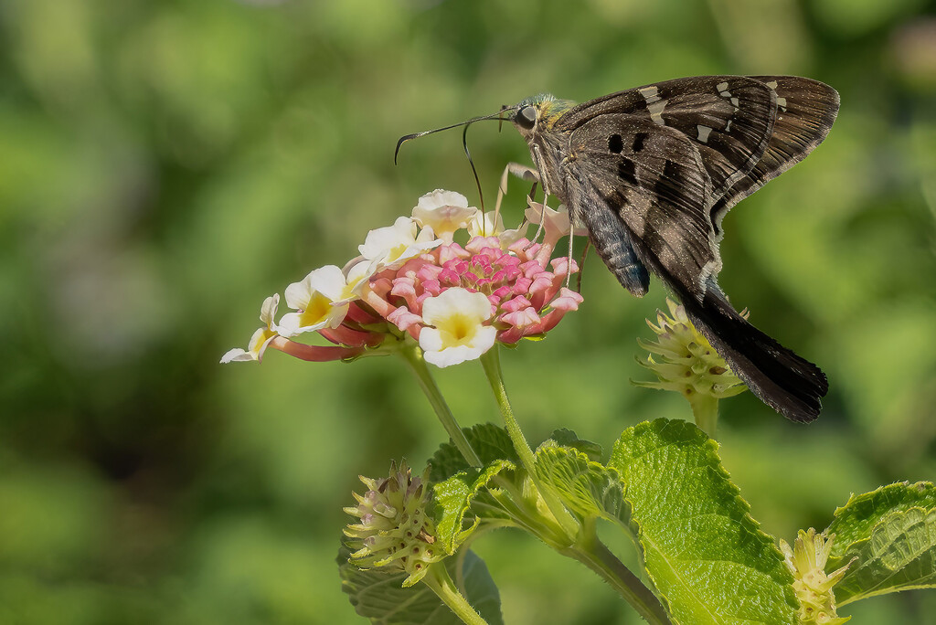 Long-tailed Skipper by k9photo