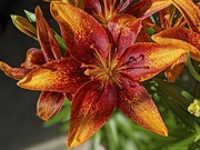 8th May 2022 - Tiny Orange Sensation® Asiatic Lily