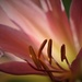 Lilyflower by lynnz