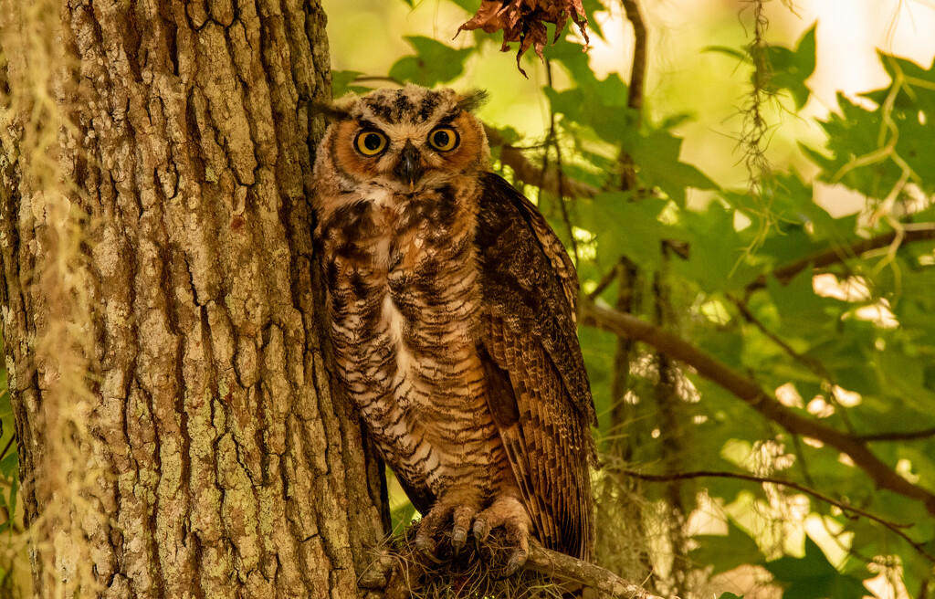 The Great Horned Owl After It Went to the Tree! by rickster549