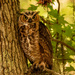 The Great Horned Owl After It Went to the Tree! by rickster549