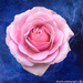 Single rose by stuart46