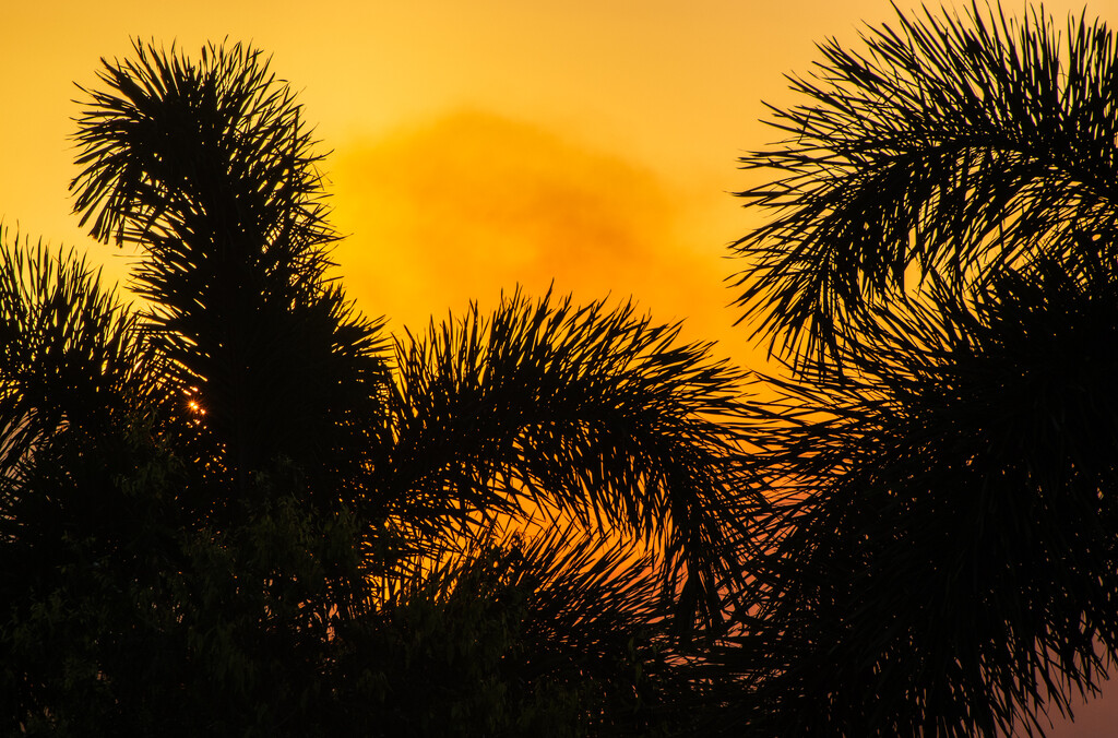 Sunset Amongst The Palms by 365projectclmutlow