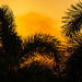 Sunset Amongst The Palms by 365projectclmutlow