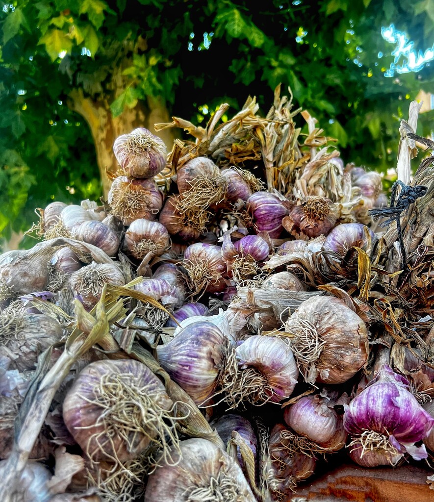 Garlic Galore  by rensala