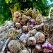 Garlic Galore  by rensala