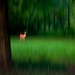 What does a deer symbolize by 365projectorgchristine