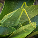 What Syd the Katydid Did by 365projectorgbilllaing