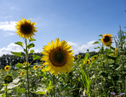 28th Jul 2023 - 07-28 - Sunflowers