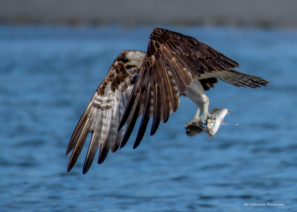 Look I caught two fish! by photographycrazy