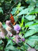 29th Jul 2023 - European Comma