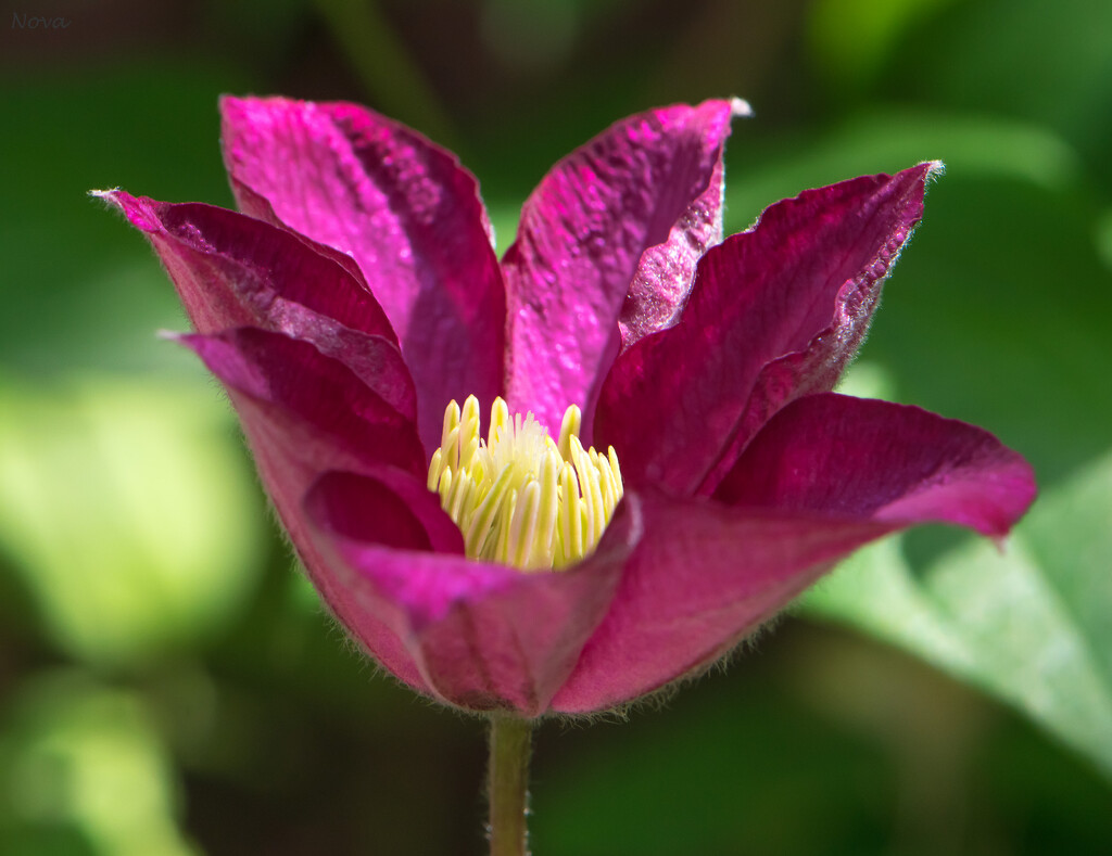 Clematis by novab
