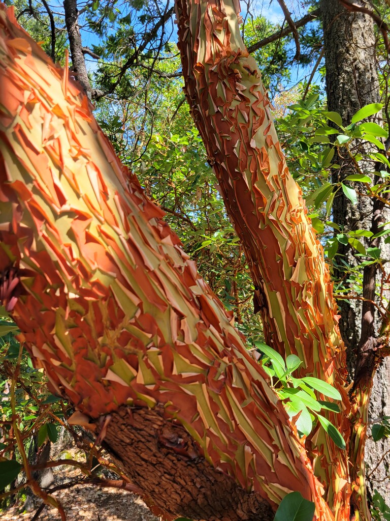 Peeling Bark by kimmer50