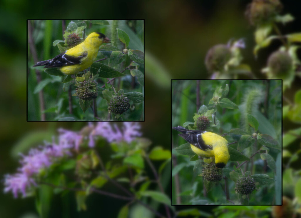 Goldfinch in the bee balm by randystreat