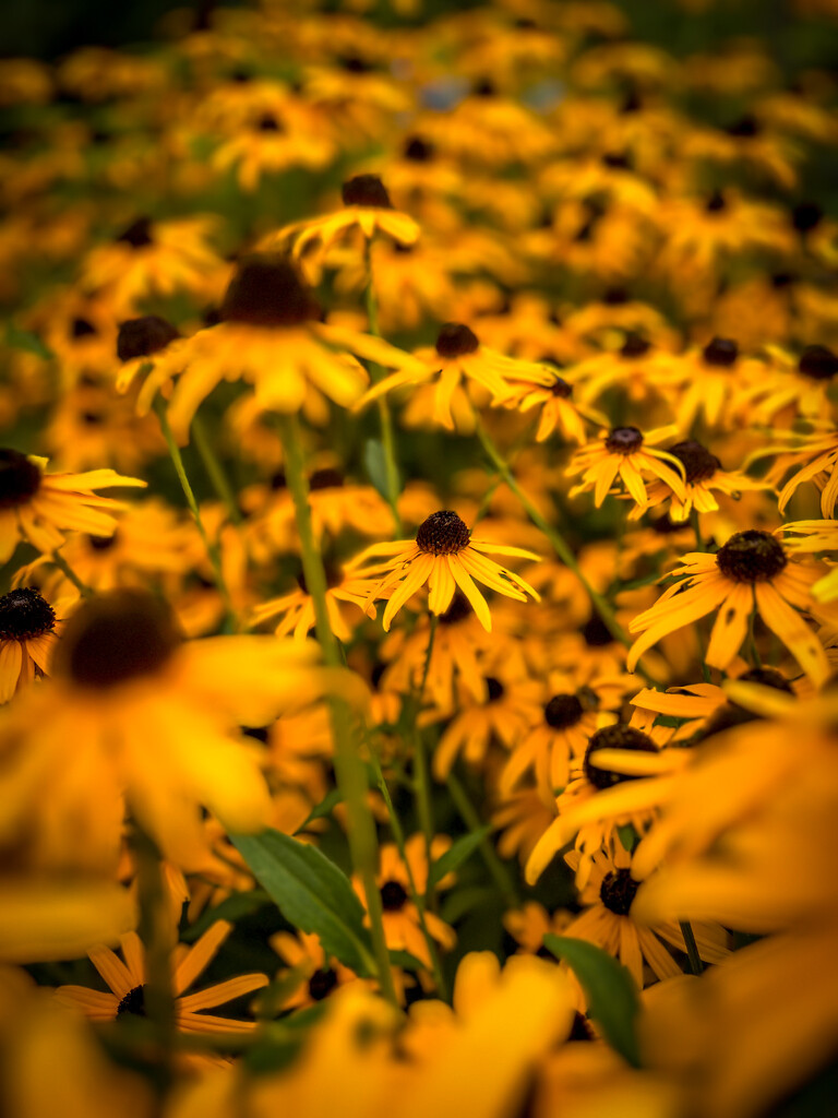 Millie's Daisies by sburton