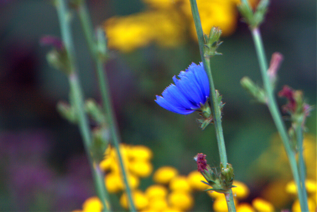 Blue Amidst the Yellow on This Morning's Walk by granagringa