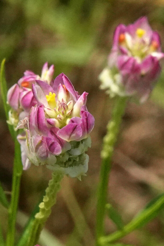 The Tiniest of Tiny Flowers by milaniet