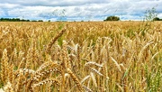29th Jul 2023 - Wheat Field