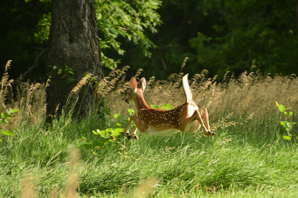 The Escape of Bambi by kareenking