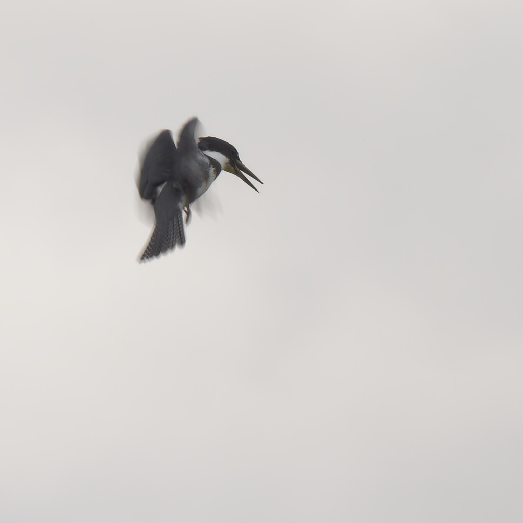 Hovering Belted Kingfisher by rminer