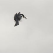 29th Jul 2023 - Hovering Belted Kingfisher
