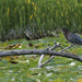 green heron and turtle by rminer
