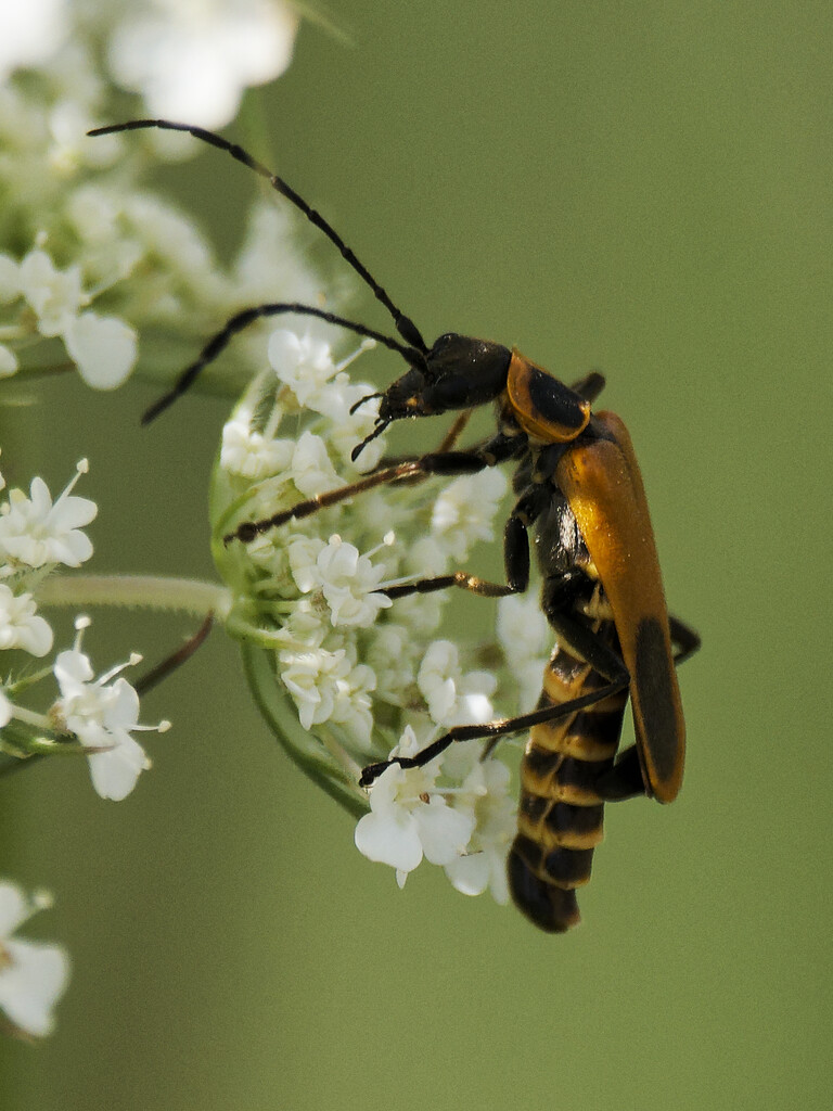 goldenrod soldier beetle  by rminer