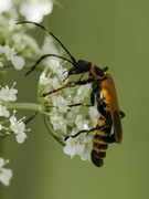 29th Jul 2023 - goldenrod soldier beetle 