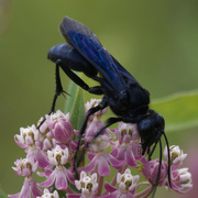 29th Jul 2023 - Great Black Digger wasp closeup