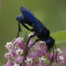 Great Black Digger wasp closeup by rminer