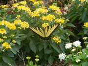 29th Jul 2023 - Butterfly in Neighborhood Flower Garden