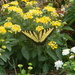 Butterfly in Neighborhood Flower Garden by sfeldphotos