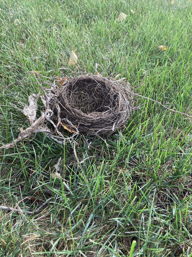 Bird nest found on the ground by mltrotter