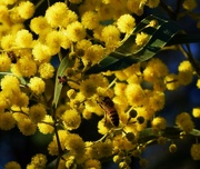 30th Jul 2023 - Golden Wattle & A Bee ~ 