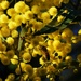 Golden Wattle & A Bee ~  by happysnaps