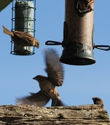 30th Jul 2023 - Sparrows enjoying seeds and bomb