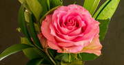29th Jul 2023 - Anniversary Rose!