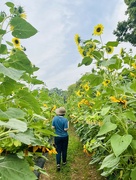 29th Jul 2023 - Sunflowers