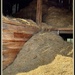 Hay in the Barn by eahopp