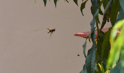 30th Jul 2023 - HORNET ON THE ATTACK