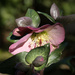Shy winter rose by dkbarnett