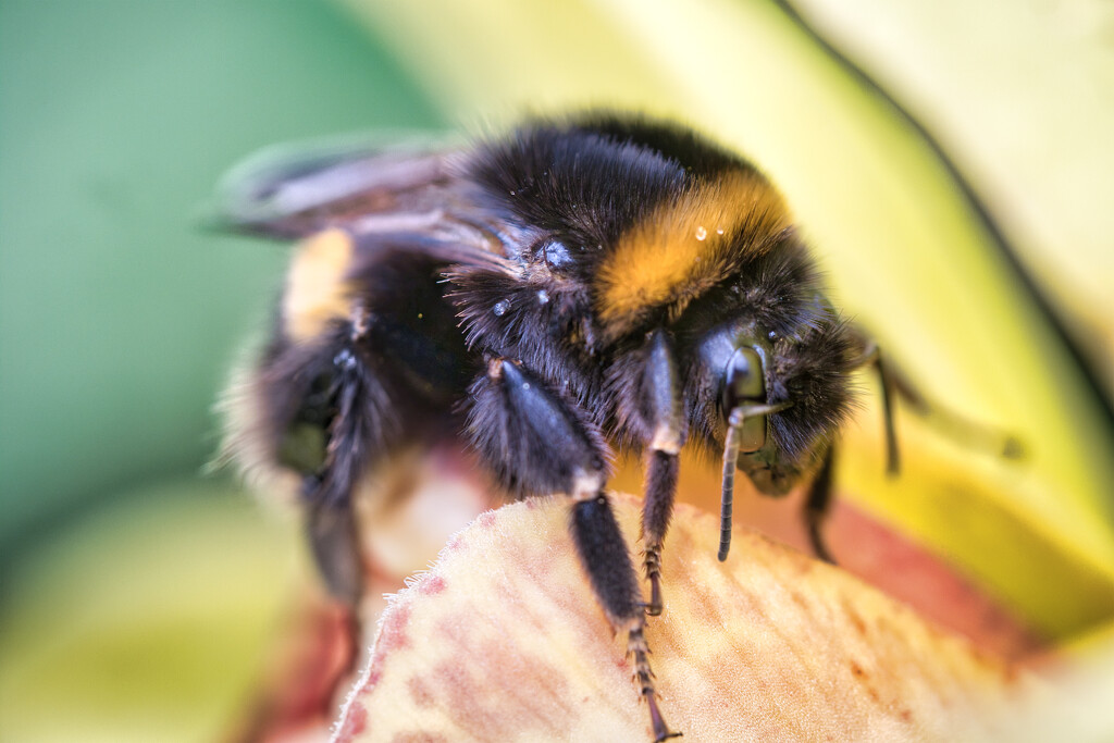 Bumblebee by dkbarnett